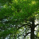 Baum mit gezackten Blättern / Beate Ziehres