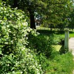 Jasmin an der chinesischen Brücke / Beate Ziehres