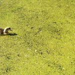 Genug zu fressen für die Ente / Beate Ziehres