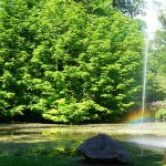 Wasser- und Lichtspiel am Teich / Beate Ziehres