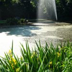 Die Fontäne sorgt für Bewegung im Wasser / Beate Ziehres