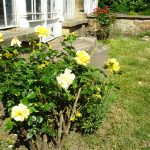 Rosen auf der Gartenseite des Palmenhauses / Beate Ziehres