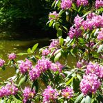 Der Rhododendron am Teich ist fast abgeblüht / Beate Ziehres