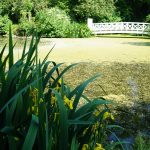 Der Teich mit der chinesischen Brücke im Mittagslicht / Beate Ziehres