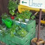 Frische Kräuter vor dem Eingang des Hofladens / Beate Ziehres