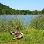 Enten