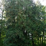 Riesenthujas aus Nordamerika inmitten von Laubbäumen in der Asse / Beate Ziehres