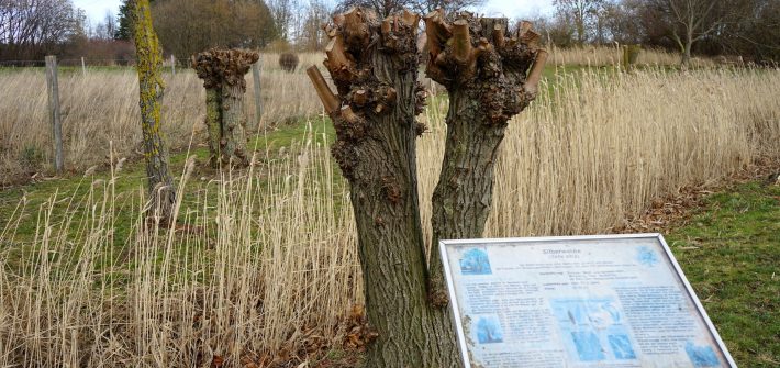 Blick in den jungen Schulwald. Im Vordergrund eine Silberweide nebst Informationstafel / Beate Ziehres