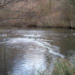 Die Enten nehmen Reißaus / Beate Ziehres