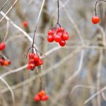Rote Beeren am Ufer der Crammer Teiche / Beate Ziehres