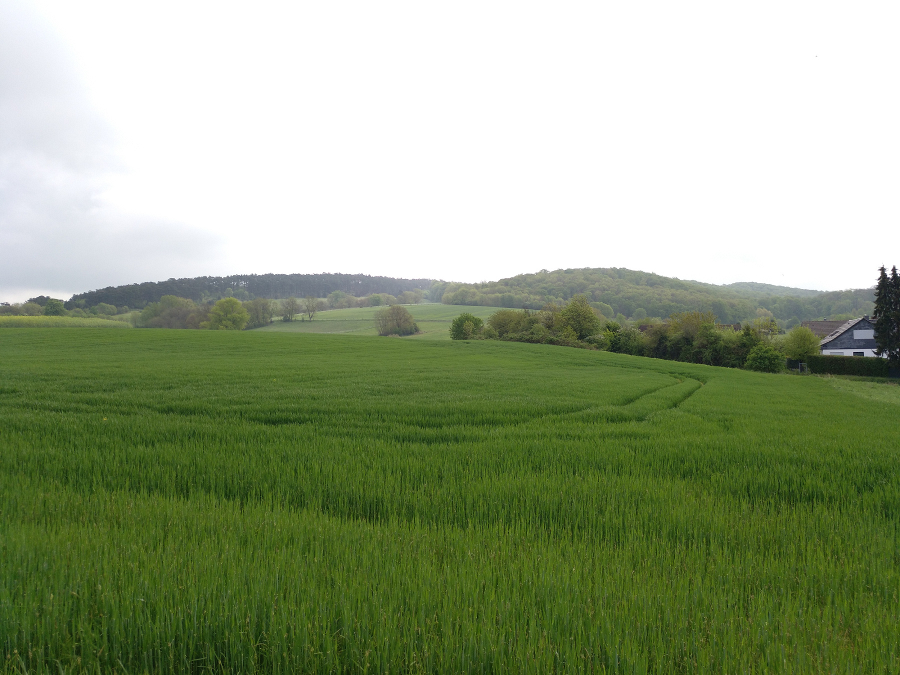 frische Ansaat am Feld, dahinter der Asse-Höhenzug