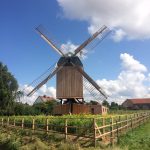 Nördliches Harzvorland, Windmühle Dettum: Die restaurierte Mühle erstrahlt an ihrem neuen Standort / Uwe Schäfer