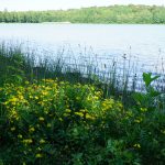 Nördliches Harzvorland: Blumen am Rand des Reihersees / Beate Ziehres