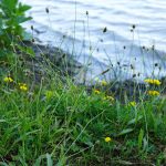 Nördliches Harzvorland: Ufer Reihersee / Beate Ziehres