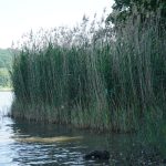 Nördliches Harzvorland: Schilfstreifen am Reihersee / Beate Ziehres