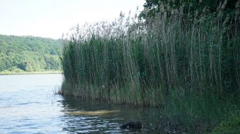 Sommer im Nördlichen Harzvorland: Gewässer zum Verweilen