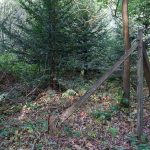 Nördliches Harzvorland: Markierung zum Schutz von Ameisenhaufen im Ameisenschutzgebiet bei Hornburg / Beate Ziehres