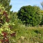 Nördliches Harzvorland: Herbstliche Vegetation bei Hornburg / Beate Ziehres
