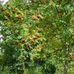 Nördliches Harzvorland: Bunter Herbst auf dem Kleinen Fallstein / Beate Ziehres