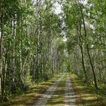 Nördliches Harzvorland: Kolonnenweg durch den Birkenwald / Beate Ziehres